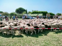 foire agricole 2023 5.jpg